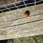 Seven-spot Ladybird