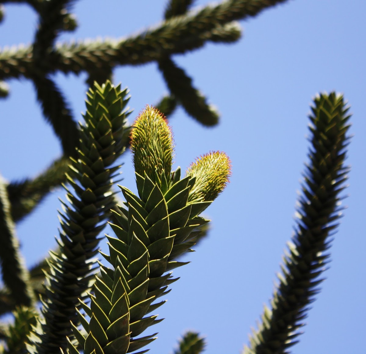 Pehuén (Macho) / Monkey Puzzle Tree (Male)