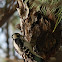 Downy Woodpecker