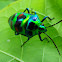 Christmas beetle