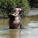 Hippopotamus