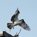 Osprey