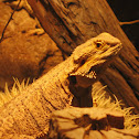 Bearded Dragon