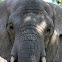 African Elephant