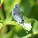 Silvery Blue