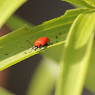 Scarlet Lily Beetle