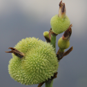 Swamp Mariscus
