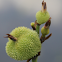 Swamp Mariscus