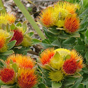 Fynbos