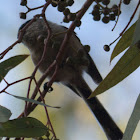 Long-tailed Tit; Mito