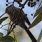Long-tailed Tit; Mito
