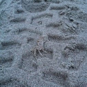 Sand Crab