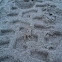 Sand Crab