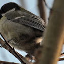 Great Tit