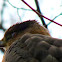 Cooper's Hawk