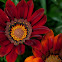 Gazania