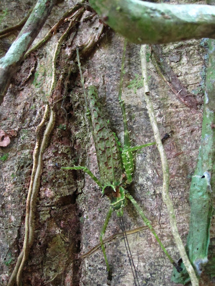 Spotting Image 1