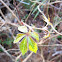Virginia Creeper