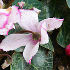 Cyclamen