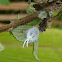 Mealybug