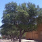 Texas life oak