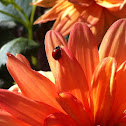 Ladybug