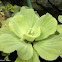 water lettuce