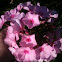 Phlox