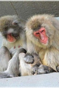 How to install Japanese macaque Puzzle lastet apk for pc