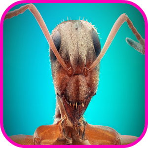 Ants Wallpaper HD.apk 1.0