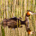 Great Crested Grebe