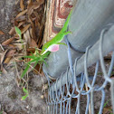 Carolina Anole