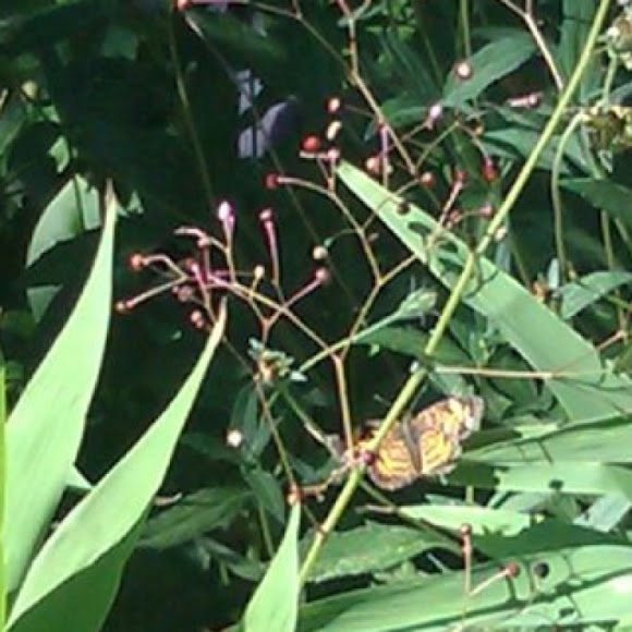 Spotting Image 1