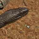 Northern Water Snake