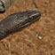 Northern Water Snake