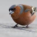 Chaffinch