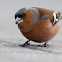 Chaffinch