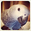 African Grey Parrot