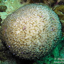 Acropora Coral