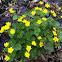 Marsh Marigold