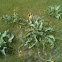 Arrowleaf balsamroot