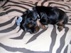 Vendo Lindos Yorkshire Terrier