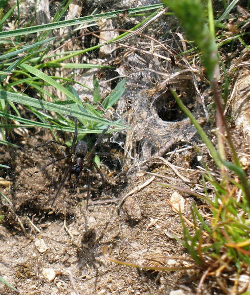 Spotting Image 1