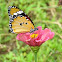 Plain Tiger or African Monarch