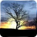Silhouette Live Wallpaper mobile app icon