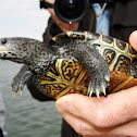 Diamondback Terrapin