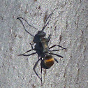 Golden Ant