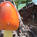 Caesar's Mushroom