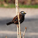White-Throated Sparrow