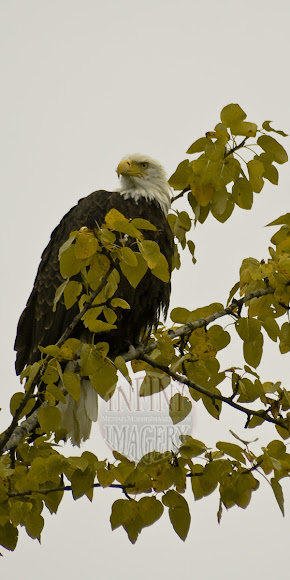Spotting Image 1